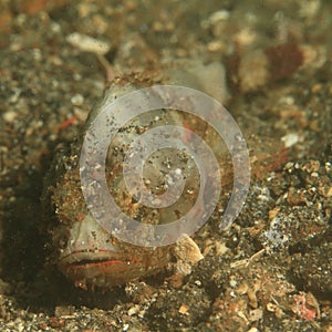 Papuan Scorpionfish photo