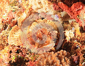 Papuan Scorpionfish