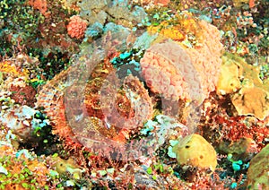 Papuan scorpionfish