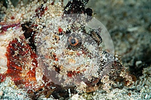 papuan scorpionfish fish on sand