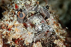 papuan scorpionfish fish on sand