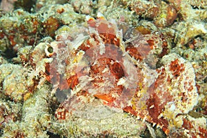 Papuan scorpionfish having rest