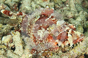 Papuan scorpionfish having rest