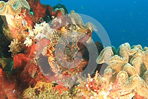 Papuan scorpionfish having rest