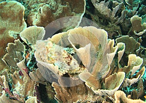 Papuan scorpionfish hiding in elephant ear coral
