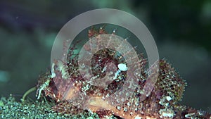 Papuan scorpionfish Scorpaenopsis papuensis on the sand in Zulu sea Dumaguete