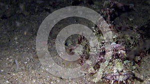 Papuan scorpionfishScorpaenopsis papuensis is eating plankton in the night Raja Ampat