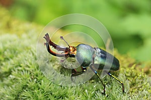 Papuan stag beetle