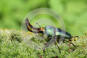 Papuan stag beetle