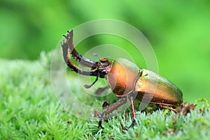 Papuan stag beetle