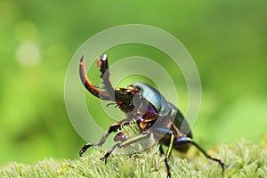 Papuan stag beetle