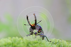 Papuan stag beetle