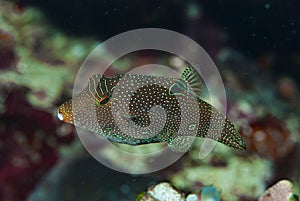 Papuan Toby Canthigaster papua