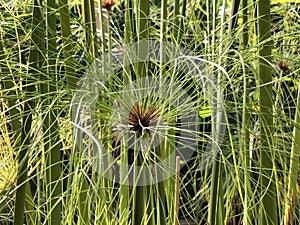 Papyrus Cyperus papyrus, Papyrus sedge, Paper reed, Indian matting plant, Nile grass or Der Echte Papyrus