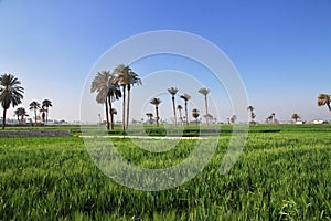 Papyrus field in Amarna on the banks of the Nile, Egypt, Africa