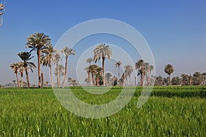 Papyrus field in Amarna on the banks of the Nile, Egypt, Africa