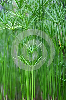 Papyrus green plant on glasses