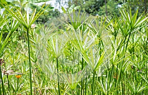 Papyrus green plants