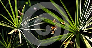 Papyrus leaves on black background