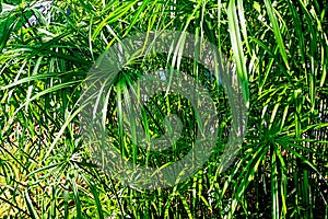 Papyrus plant Cyperus papyrus