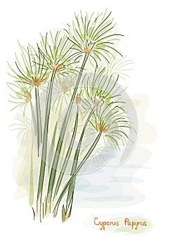 Papyrus plant. (Cyperus Papyrus)