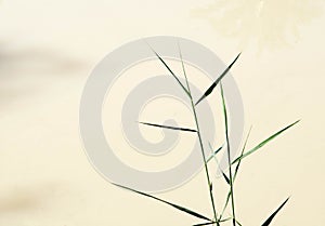 Papyrus plant (Cyperus papyrus)