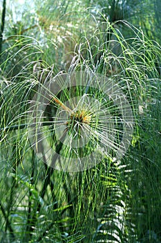 Papyrus plant, Namibia