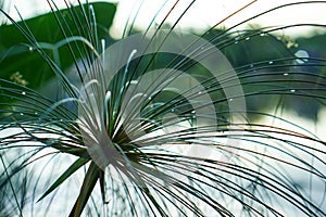 Papyrus plant reed grass by river