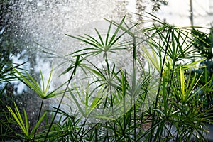 Papyrus plants with water spray backlight. Cyperaceae under a sparkling mist in greenhouse