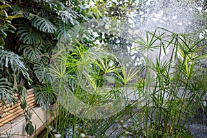 Papyrus plants with water spray backlight. Cyperaceae under a sparkling mist in greenhouse