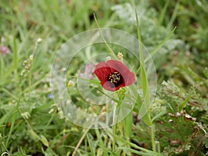 Red poppy blossoming in sprin. green grass background. Sunny day. It`s spring. March. photo