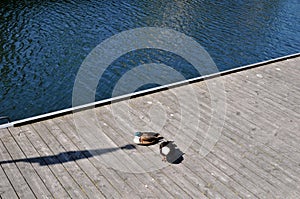 Par duck birds sun bath on duck in Copenhagen canal