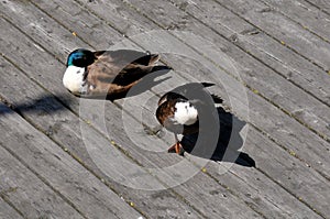 Par duck birds sun bath on duck in Copenhagen canal