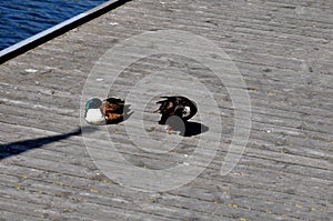Par duck birds sun bath on duck in Copenhagen canal