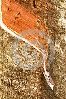 Para rubber tree gerdenning in Thailand