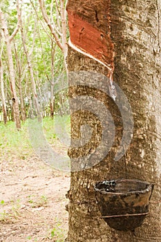 Para rubber tree gerdenning in Thailand photo