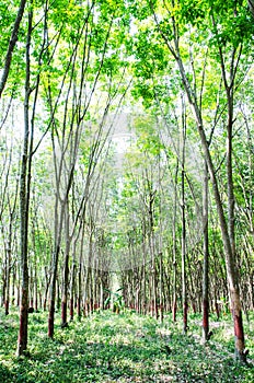 Para rubber tree plantation