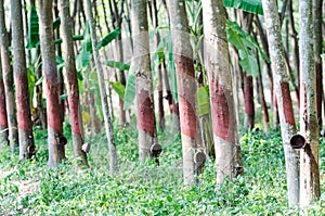 Para rubber tree plantation