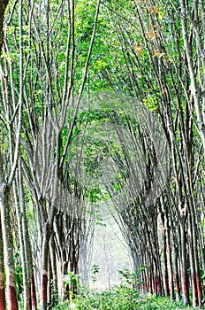 Para rubber tree plantation