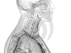 The para thyroid glands