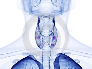 the para thyroid glands