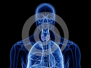 the para thyroid glands photo