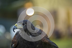 Parabuteo unicinctus Harris& x27;s buzzard portrait