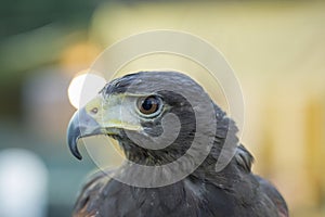 Parabuteo unicinctus Harris& x27;s buzzard portrait