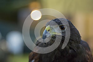 Parabuteo unicinctus Harris& x27;s buzzard portrait