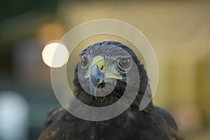 Parabuteo unicinctus Harris& x27;s buzzard portrait