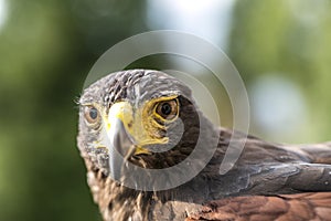 Parabuteo unicinctus Harris& x27;s buzzard portrait