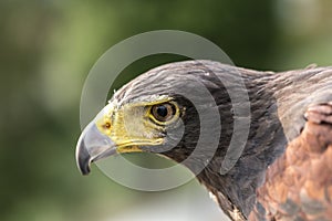 Parabuteo unicinctus Harris& x27;s buzzard portrait