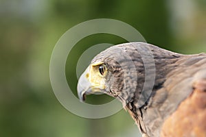 Parabuteo unicinctus Harris& x27;s buzzard portrait