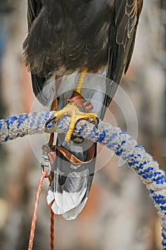 Parabuteo unicinctus or Harris's eagle, is a species of accipitriforme bird in the Accipitridae family photo